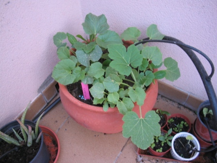 Melones%7E0.jpg