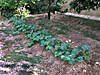 melones-hu-viejo.jpg