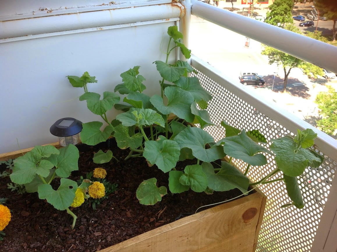 MELONES.jpg