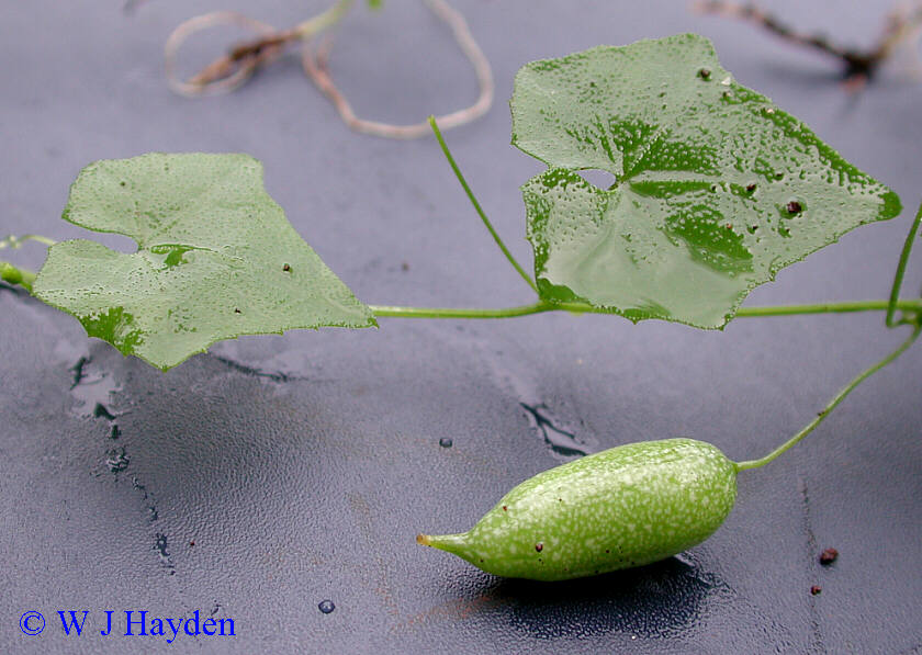 melothria_pendula_4926_03s.JPG