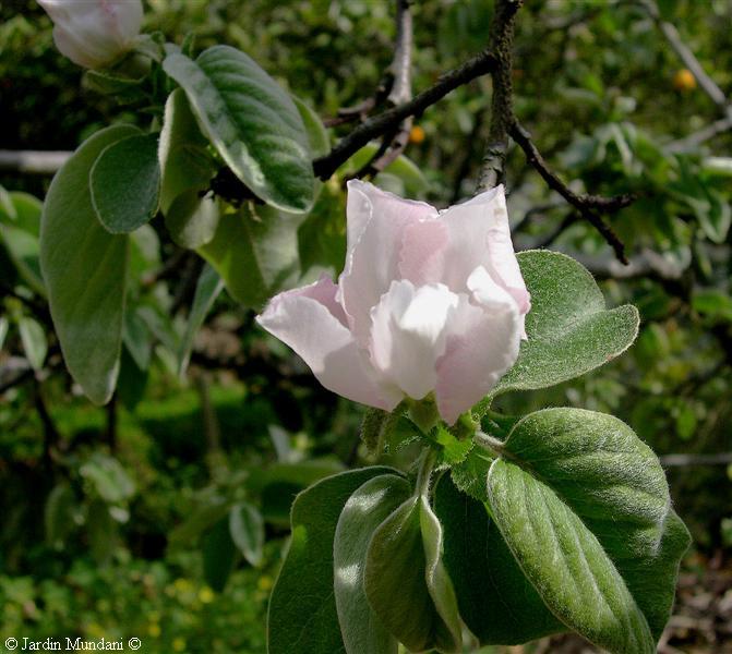 membrillo-flor.jpg