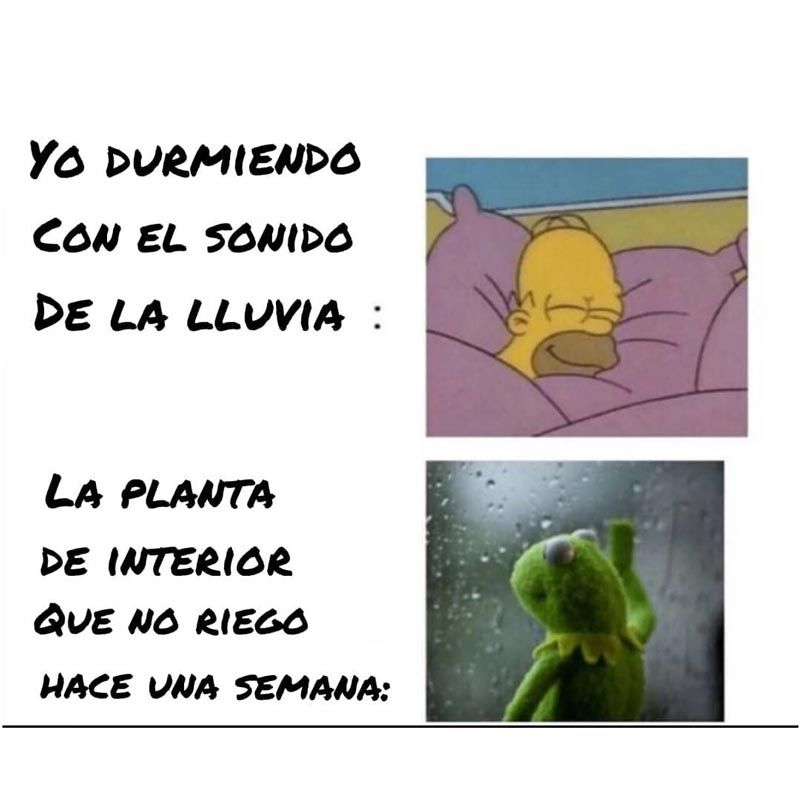 meme-plantas-lluvia.jpg