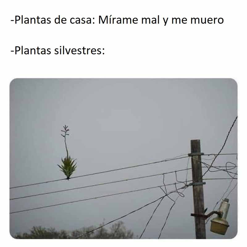 meme-plantas-suculentas-silvestres.jpg
