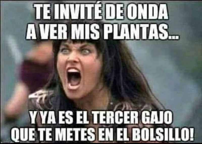 meme-suculentas-gajos.jpg
