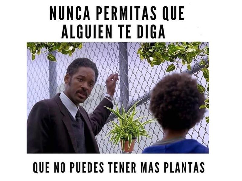 memes-plantas.jpg