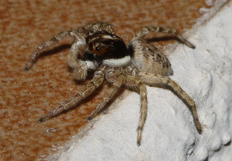 Menemerus%20semilimbatus_3428.jpg