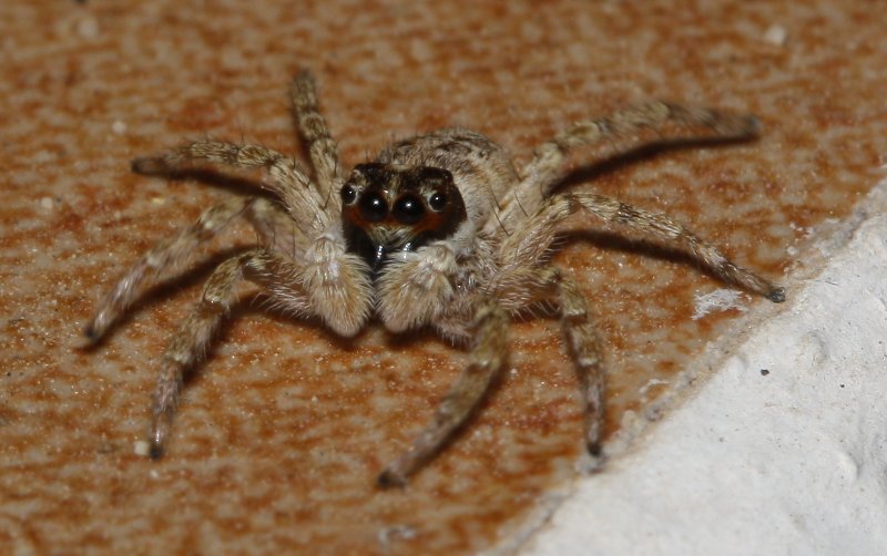 Menemerus%20semilimbatus_3429.jpg