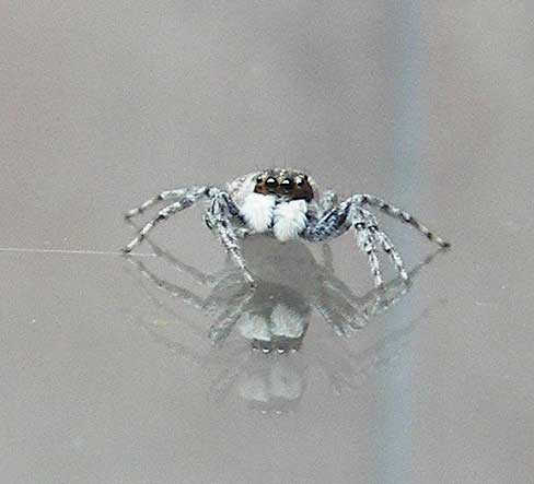 Menemerussemilimbatus.jpg