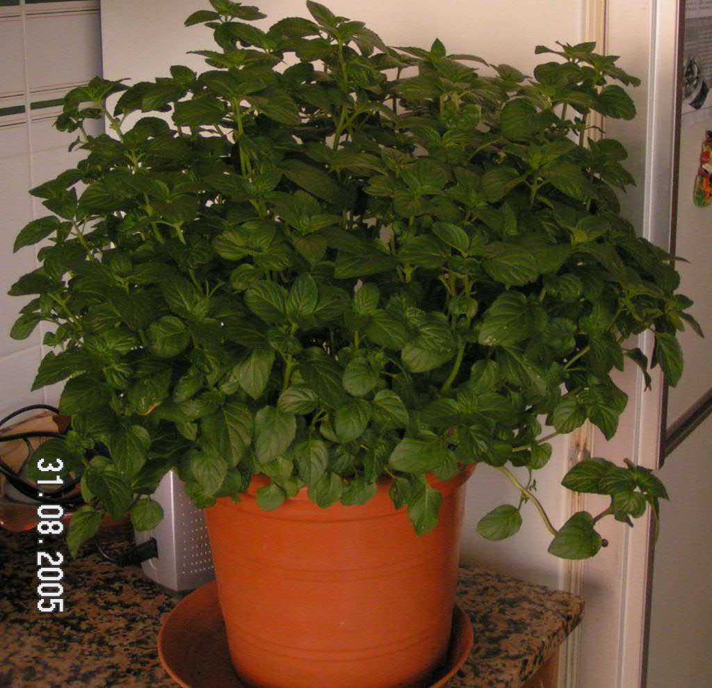 Menta%201.JPG
