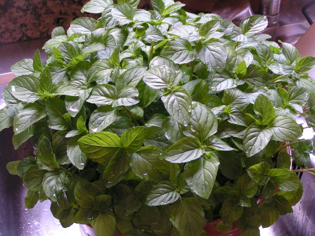 Menta%206.JPG