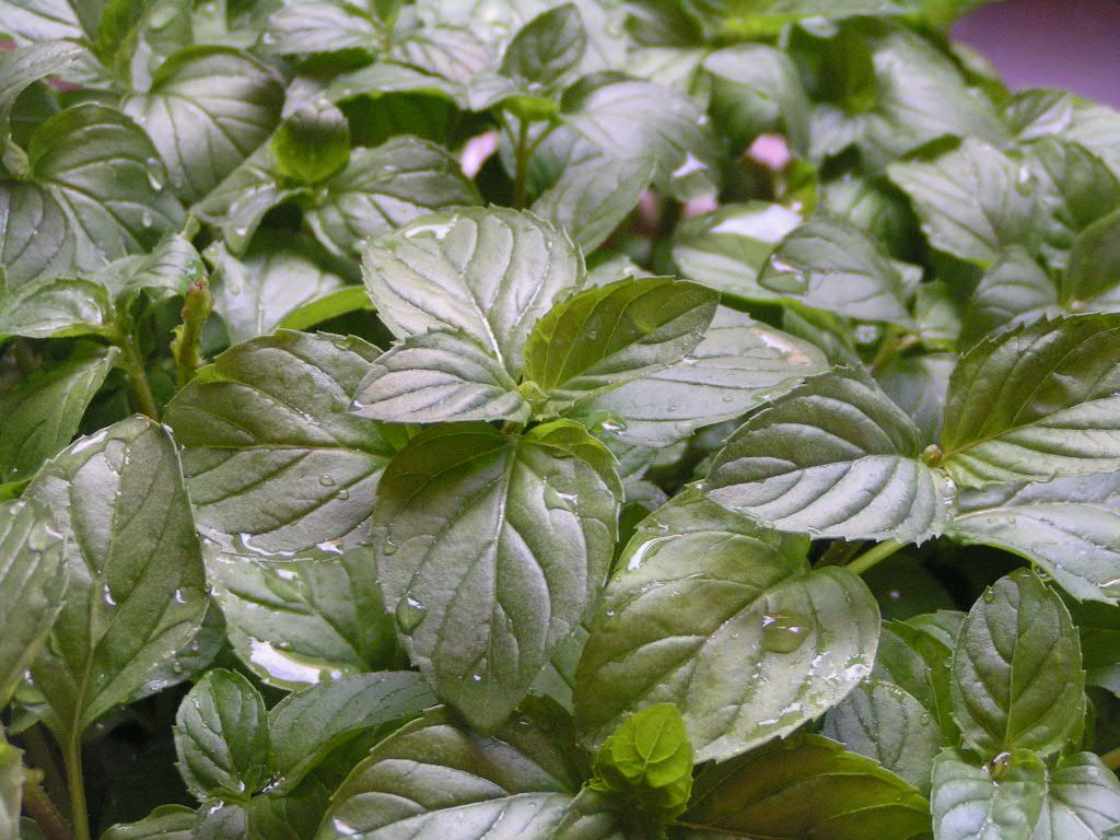 Menta%208.JPG
