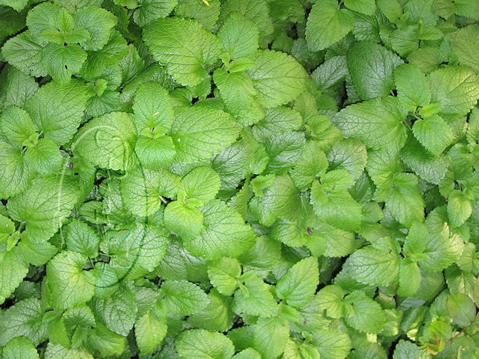 MENTA1.jpg