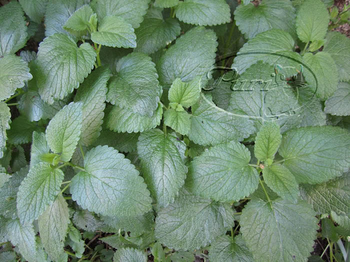 MENTA1.jpg