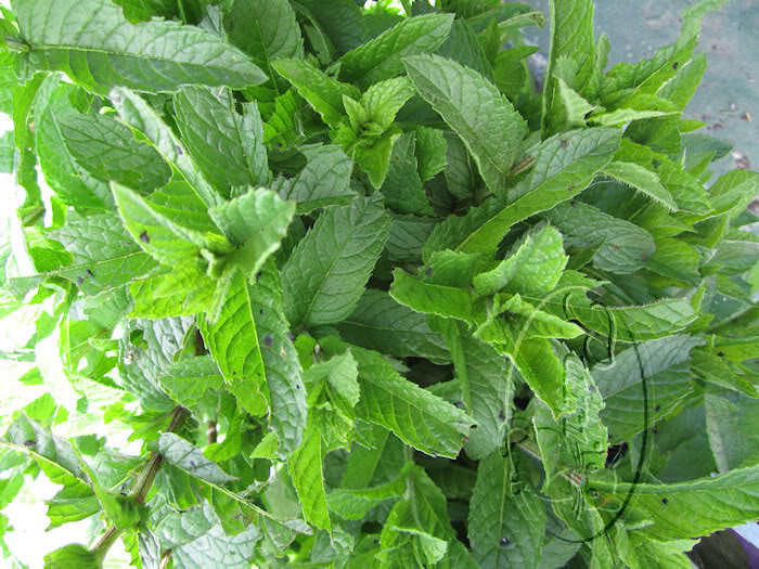MENTA2.jpg