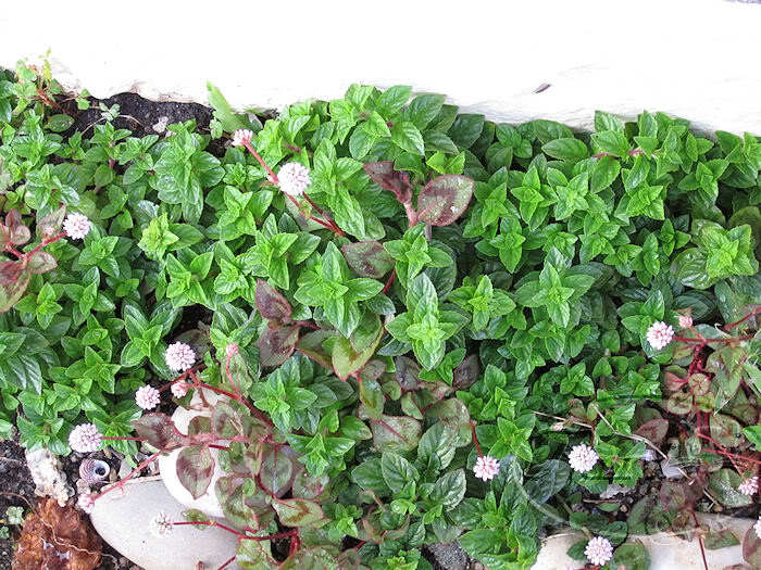 MENTA3RASTRERA.jpg
