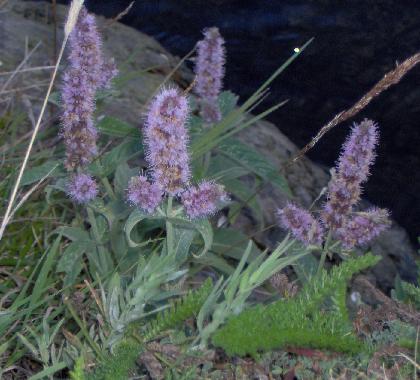 Mentha.JPG