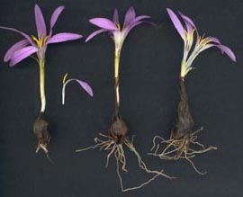 Merenderafilifolia_sp.JPG