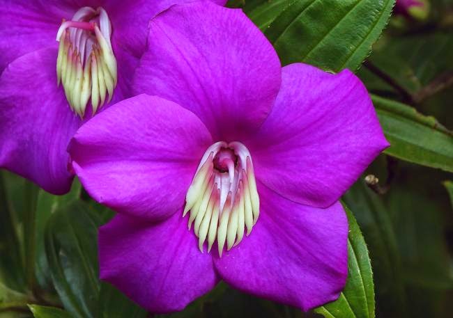 Meriania-speciosa-Flower.jpg