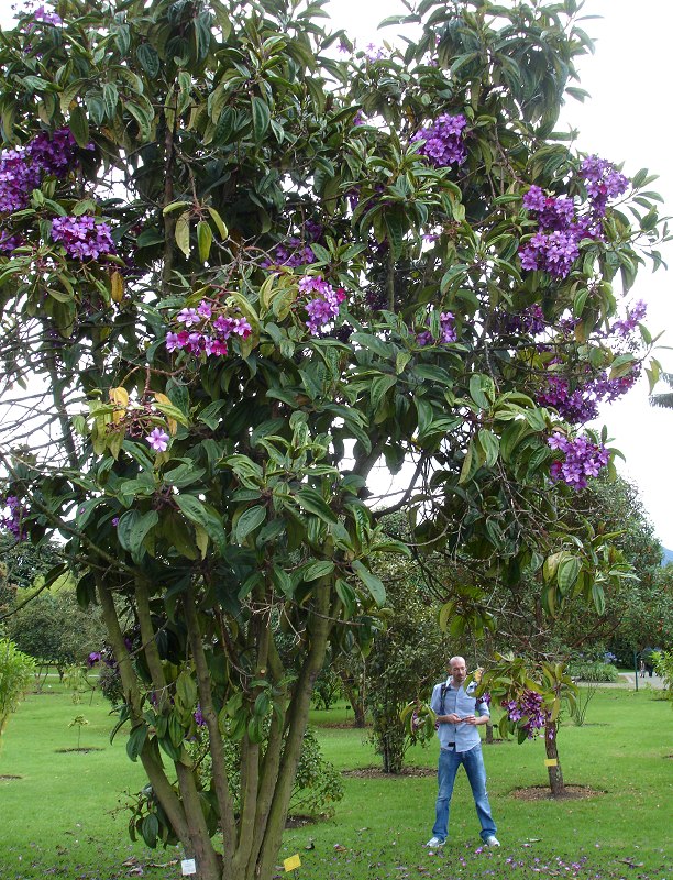 Meriania_nobilis_Clive_and_Dave3.jpg