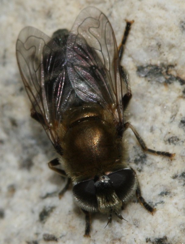 Merodon%20sp.jpg