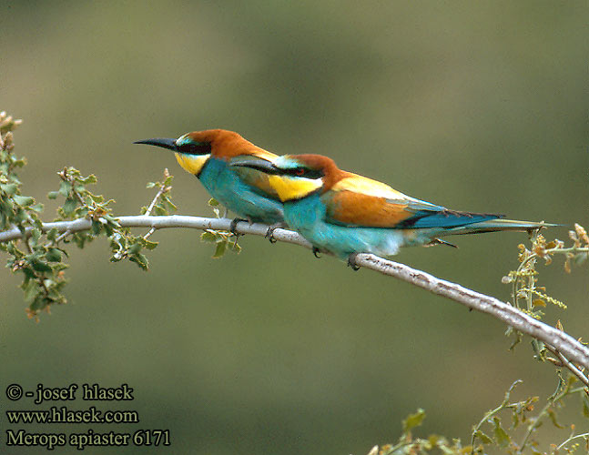 merops_apiaster_6171.jpg
