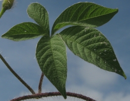 merremia-aegyptia-detalle1.jpg