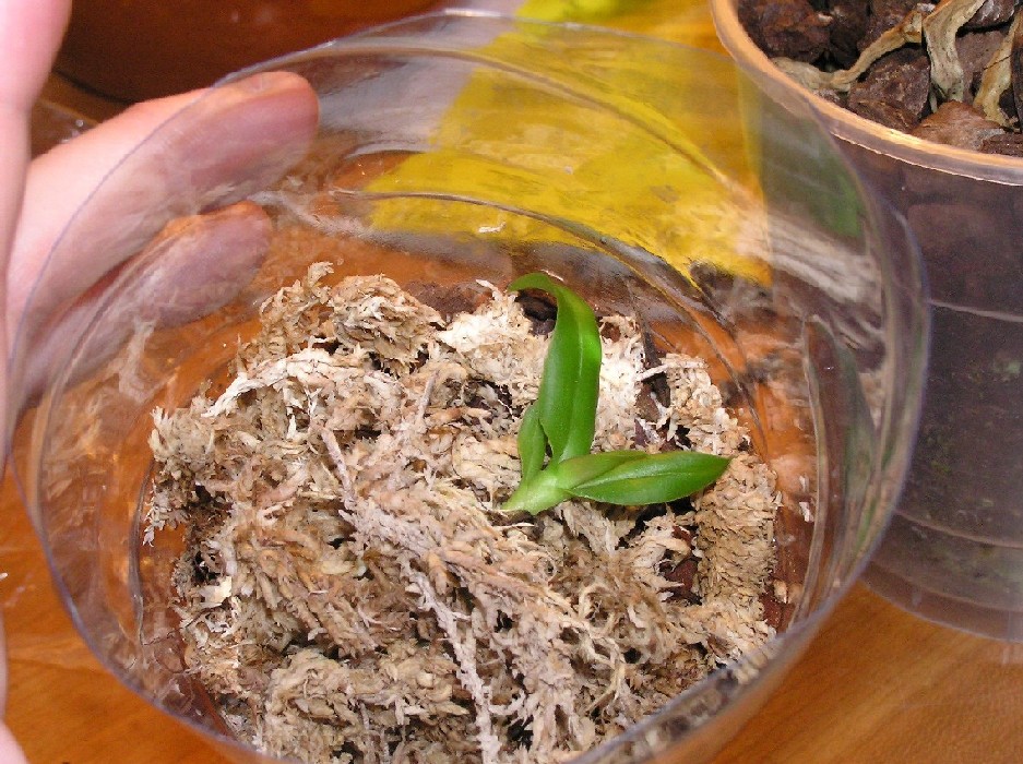 mes%20Orquis%20019%20bb%7E0.jpg