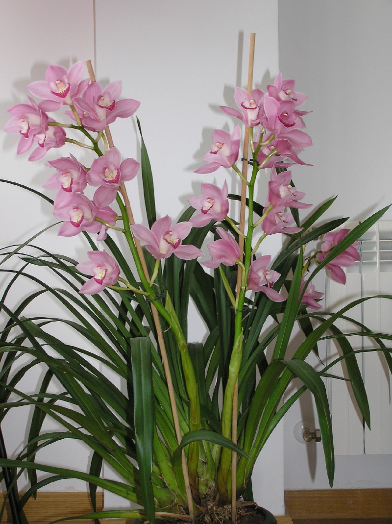 mes%20Orquis%20b%20002.jpg