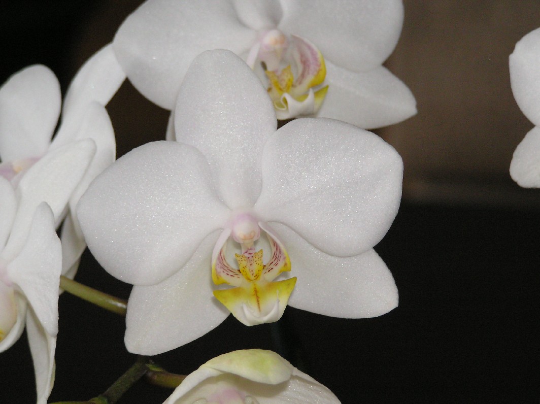 mes%20Orquis%20b%20006.jpg