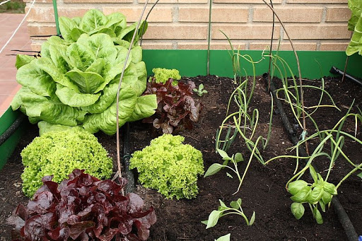 Mesa_lechugas_ajos_pimientos_albahaca.JPG