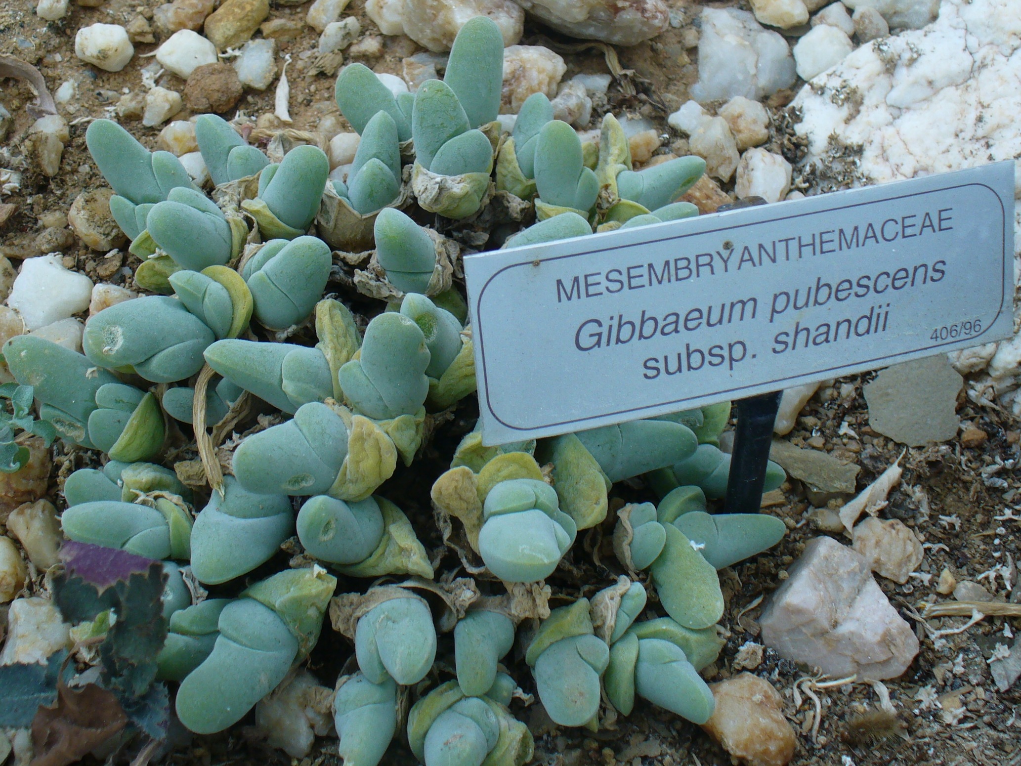 MESEMBRYANTHEMACEAE_Gibbaeum_pubescens_subsp._shandii.JPG