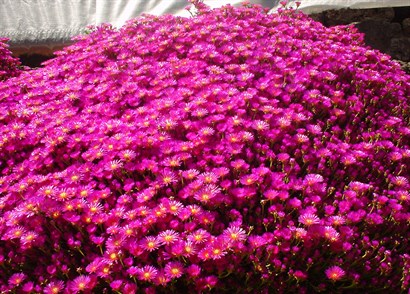 Mesembryanthemum--Rainbow--01--w410h308--cr--w410h294.jpg