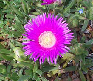 mesembryanthemum1.jpg