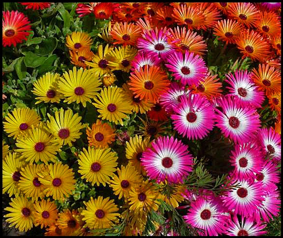 mesembrysnthemum.jpg