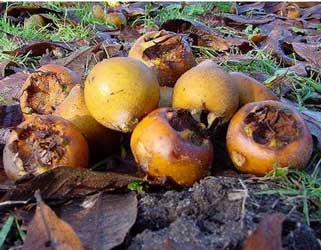 mespilus-germanica.jpg