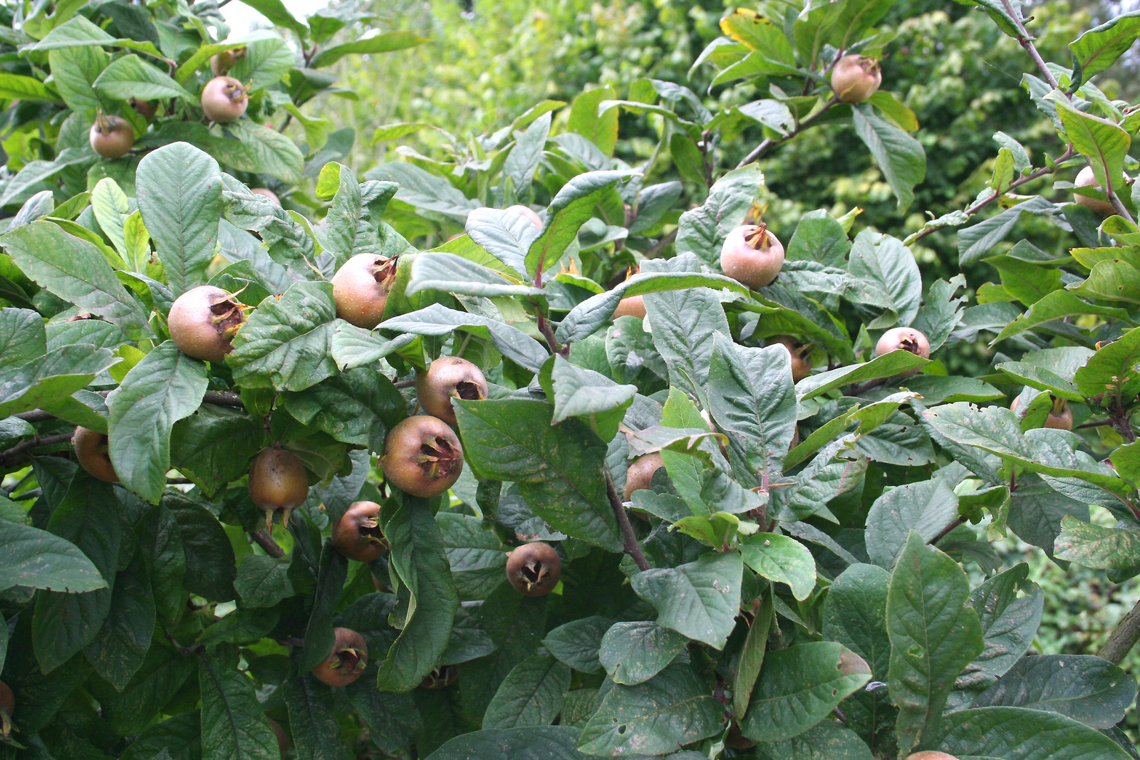 Mespilus_germanica_JPG1.jpg