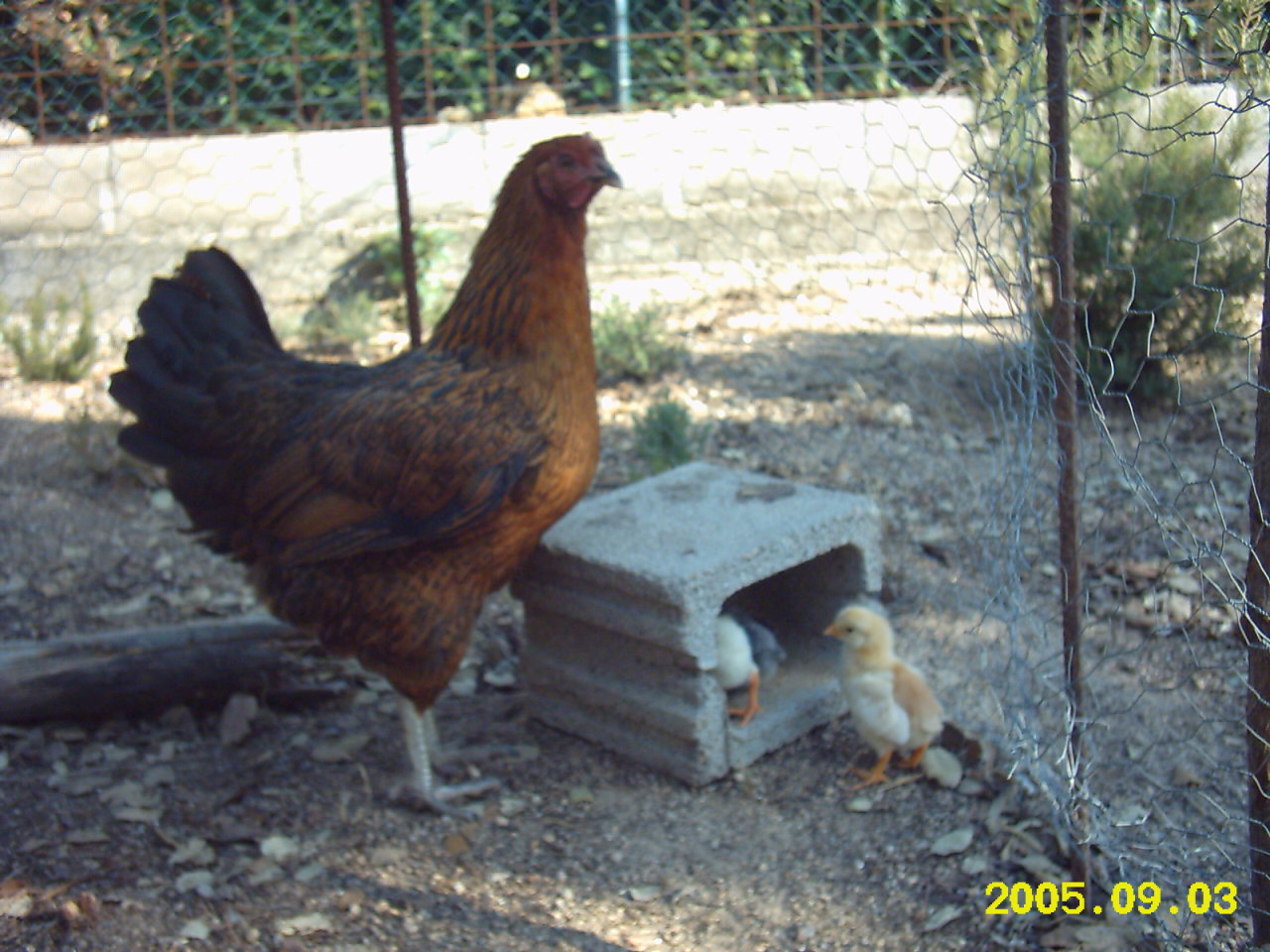 Mesti%20y%20pollitos%20002.jpg