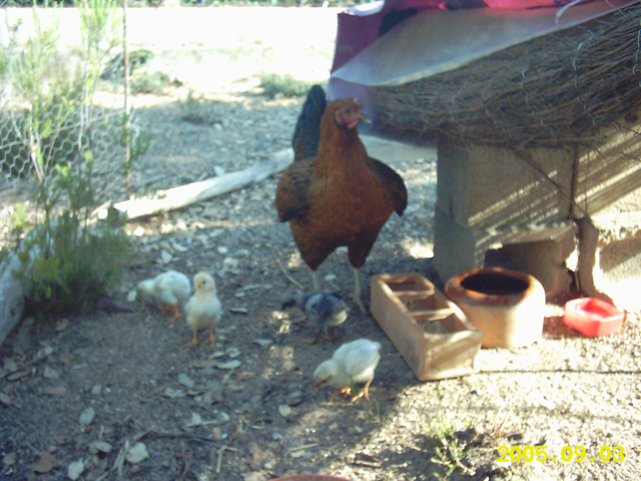 Mesti%20y%20pollitos%20007.jpg