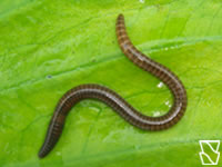 metaphireschmardae5.jpg