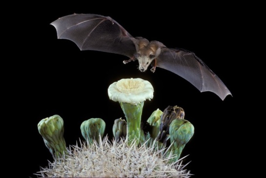 mexican-long-nosed-bat-unknown.jpg