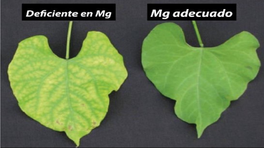 Mg-adecuado.jpg