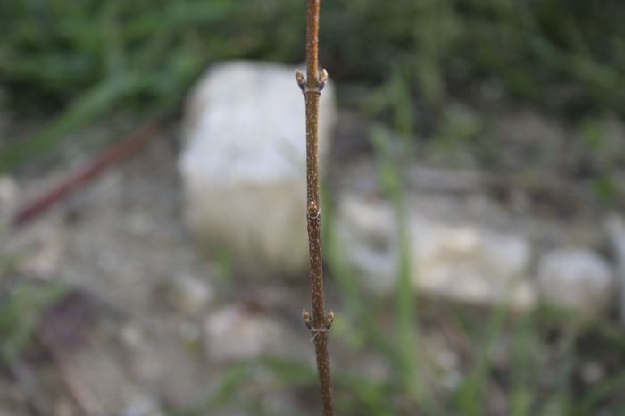 MG_4531.JPG