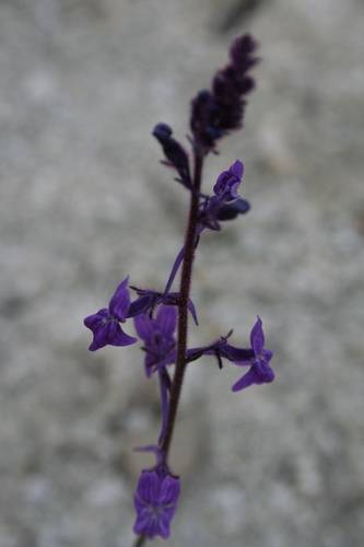 MG_6134.JPG