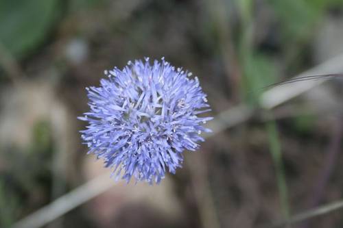 MG_6179.JPG