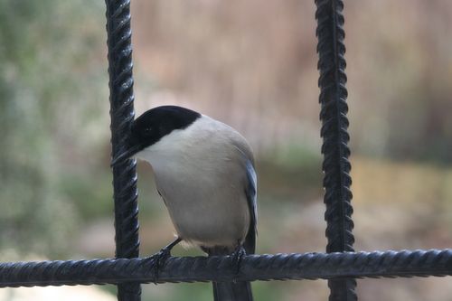MG_6999.JPG