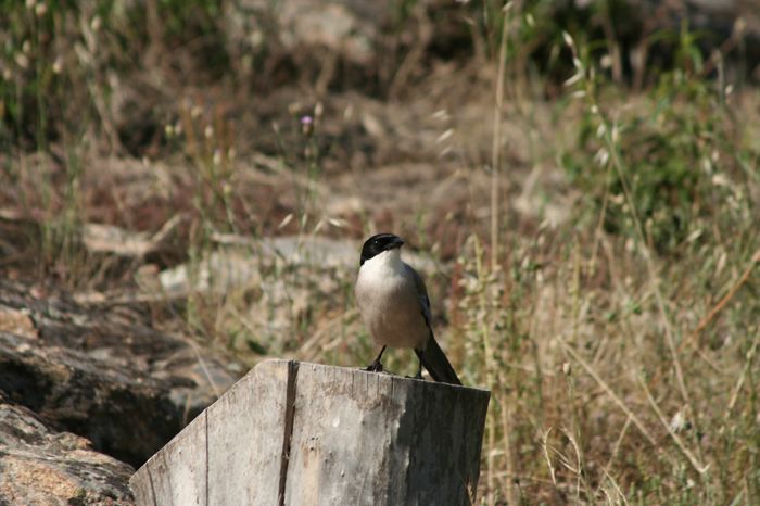 MG_7941.JPG