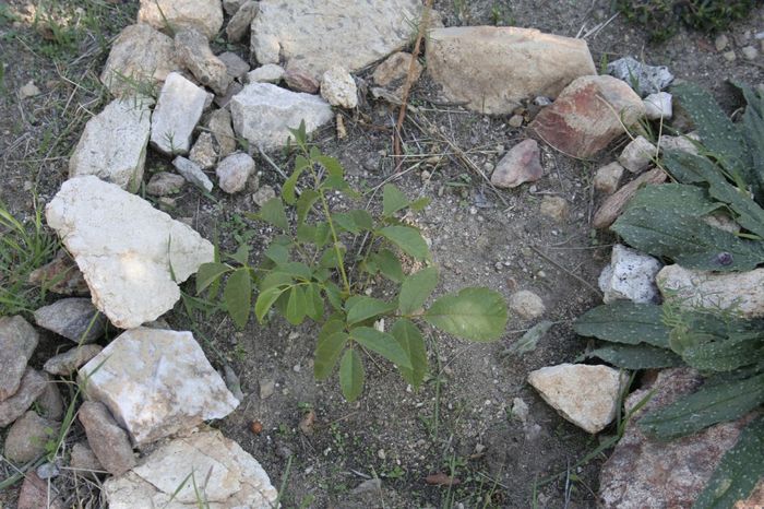 MG_8762.JPG