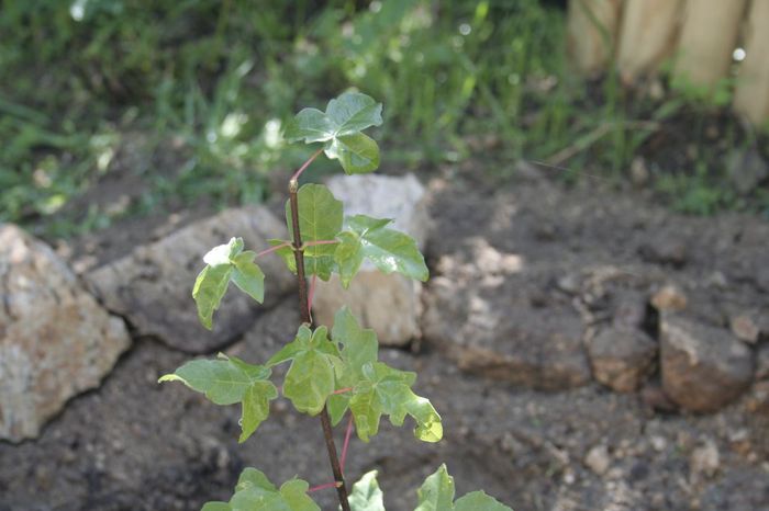 MG_8892.JPG