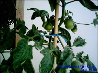 mh_tomateras_frutos_2.jpg