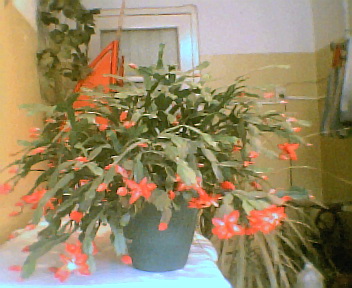 mi%20cactus%20de%20mayo001.jpg